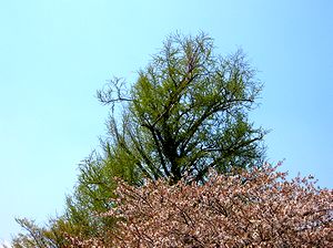 宗英寺のイチョウと豊田クリニックの桜